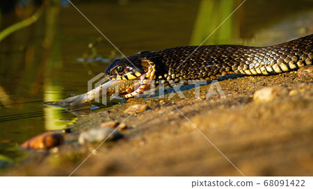 Grass snake with prey crawling on sand in summer nature. 68091422