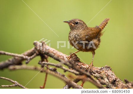 Eurasian wren sitting on branch in summertime nature. Eurasian wren sitting on branch in summertime nature. 68091450
