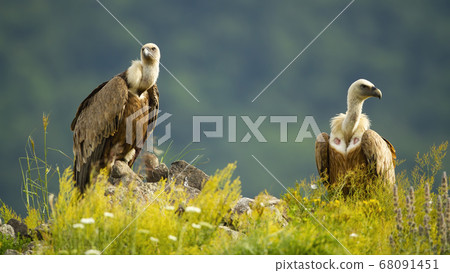 Two majestic griffon vultures sitting on rocks in summer. Two majestic griffon vultures sitting on rocks in summer. 68091451