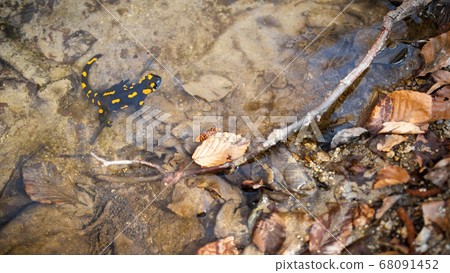 Fire salamander sitting in water in spring nature. 68091452