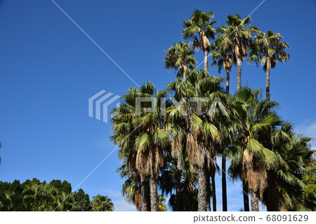 Palm trees in resort hotel Palm trees in resort hotel 68091629