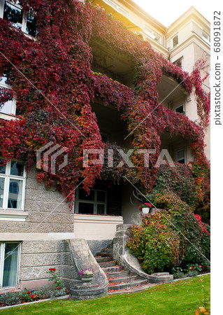 Wall of the house is covered with ivy Wall of the house is covered with ivy 68091872
