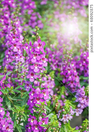 Angelonia flower, Angelonia goyazensis benth in Angelonia flower, Angelonia goyazensis benth in 68092875