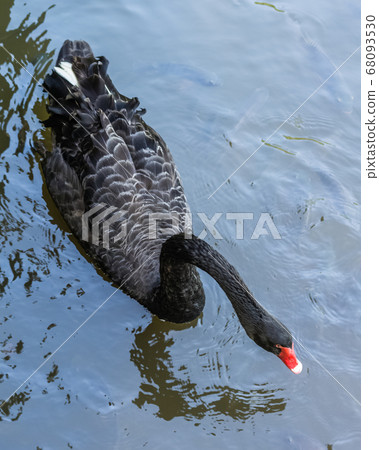 Single black swan swims in a pond 68093530