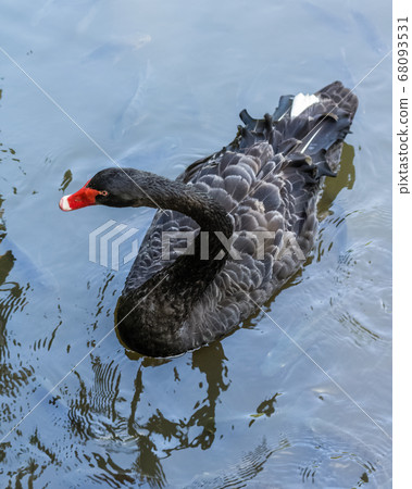Single black swan swims in a pond 68093531