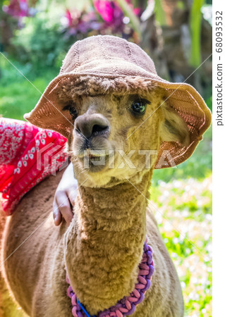 Alpaca portrait in Yanoda park, Hainan Alpaca portrait in Yanoda park, Hainan 68093532