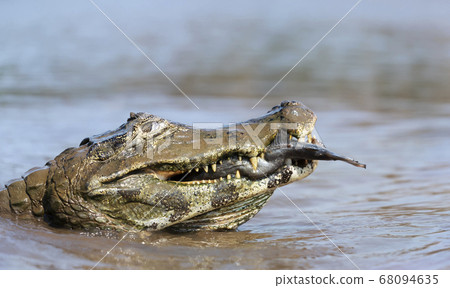 Yacare caiman eating piranha in a river Yacare caiman eating piranha in a river 68094635