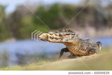 Yacare caiman eating piranha on a river bank Yacare caiman eating piranha on a river bank 68094639
