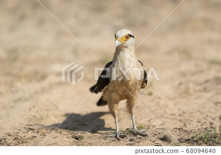 Yellow-headed caracara standing on a sandy river bank Yellow-headed caracara standing on a sandy river bank 68094640