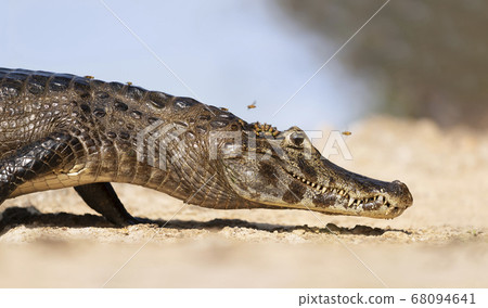 Yacare caiman lying on a sandy river bank 68094641