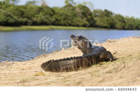 Yacare caiman walking on a sandy river bank Yacare caiman walking on a sandy river bank 68094643
