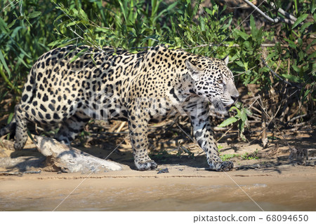 Jaguar walking on sand along a river bank 68094650