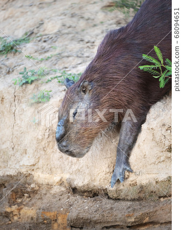 Capybara walking down a sandy river bank Capybara walking down a sandy river bank 68094651