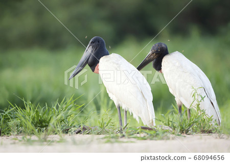 Close up of two Jabiru storks standing on a river bank Close up of two Jabiru storks standing on a river bank 68094656