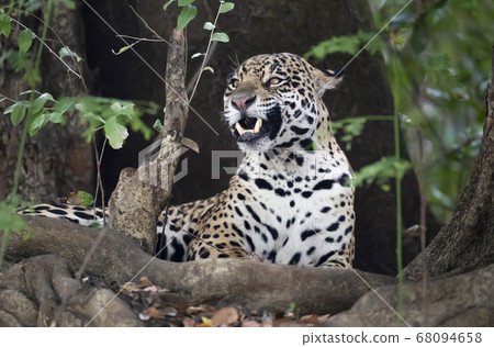 Close up of a Jaguar lying on a river bank among trees Close up of a Jaguar lying on a river bank among trees 68094658