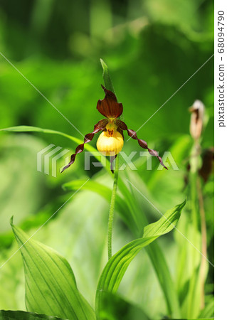 Vertical of a wild Yellow Lady's Slipper, Vertical of a wild Yellow Lady's Slipper, 68094790