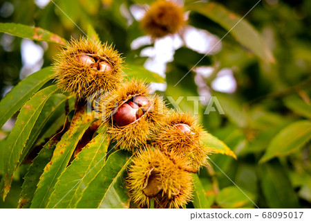 Chestnuts opened with squid 68095017