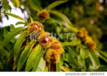 Chestnuts opened with squid 68095018