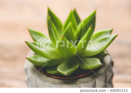 Succulent plant closeup view Succulent plant closeup view 68095331