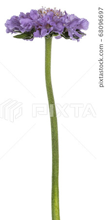 Pincushion flower on white background Pincushion flower on white background 68096697
