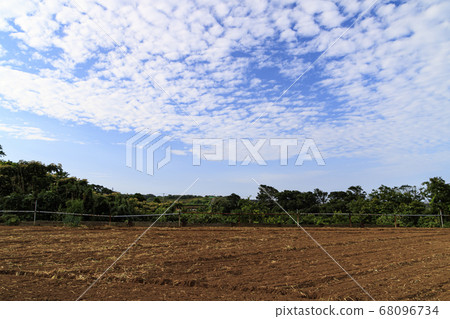 湘南三浦半島的休耕地(夏季) 湘南三浦半島的休耕地(夏季) 68096734
