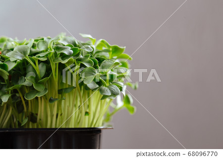 Closeup on many of green daikon sprouts texture Closeup on many of green daikon sprouts texture 68096770