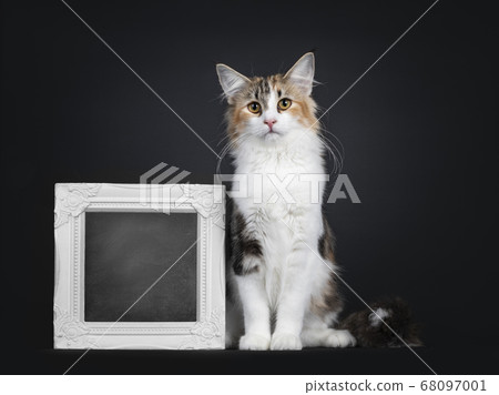 Young adult Norwegian Forestcat on black Young adult Norwegian Forestcat on black 68097001