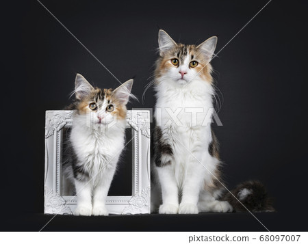 Young adult Norwegian Forestcat on black Young adult Norwegian Forestcat on black 68097007
