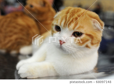 cat at cat show in Moscow. cat at cat show in Moscow. 68097148