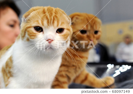 cat at cat show in Moscow. cat at cat show in Moscow. 68097149