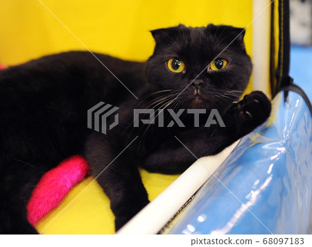 cat at cat show in Moscow. cat at cat show in Moscow. 68097183