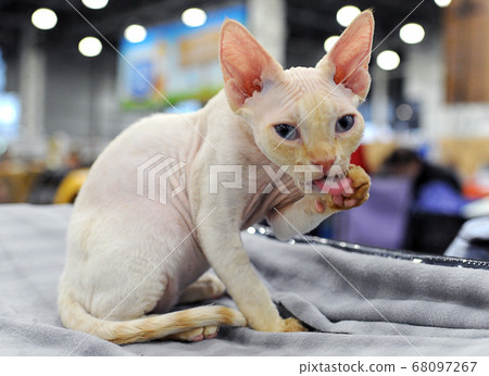 cat at cat show in Moscow. cat at cat show in Moscow. 68097267