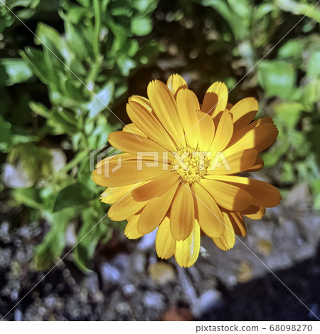 Calendula arvensis known as field marigold - flowering plant in the daisy family 68098270