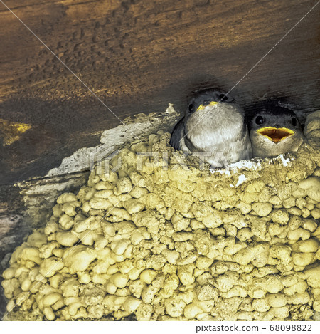 Common house martin - nest with chicks in Choczewo, Pomerania, Poland Common house martin - nest with chicks in Choczewo, Pomerania, Poland 68098822