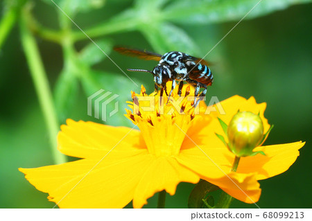 Lilimon bee sucking flowers of Cosmos Lilimon bee sucking flowers of Cosmos 68099213