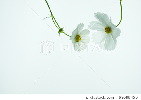Cosmos Cosmos 68099459