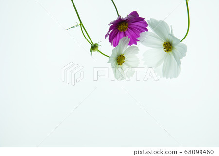 Cosmos Cosmos 68099460
