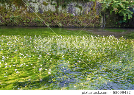 Plum blossom algae (August, Shiga prefecture, Shigai) 68099482