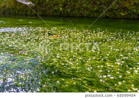 Plum blossom algae (August, Shiga prefecture, Shigai) 68099484