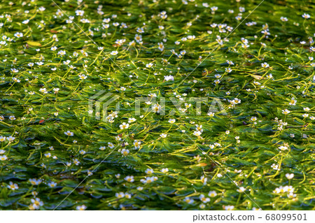 梅花藻類(滋賀縣滋賀縣八月) 梅花藻類(滋賀縣滋賀縣八月) 68099501