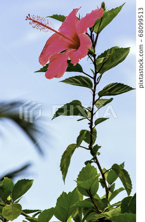 Pink hibiscus rosa-sinensis 68099513