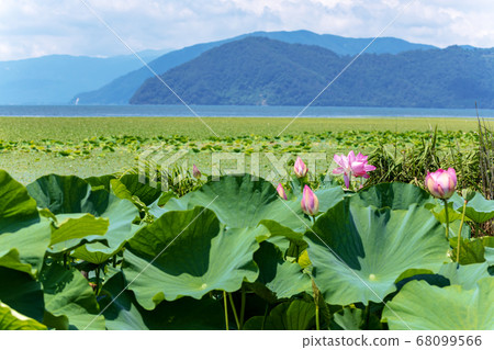 Suren (August Lake Biwa sunny) Suren (August Lake Biwa sunny) 68099566