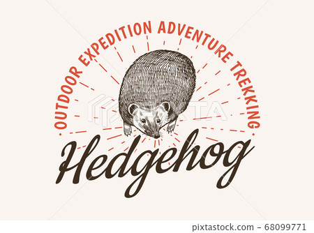 Hedgehog badge. Spiny forest wild animal label or logo. Vector Engraved hand drawn Vintage old 68099771