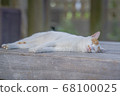 Cat  68100025