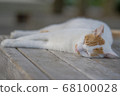 Cat  68100028