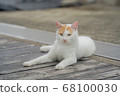 Cat  68100030