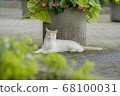 Cat  68100031