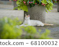 Cat  68100032