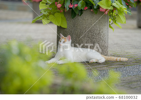 Cat Cat 68100032