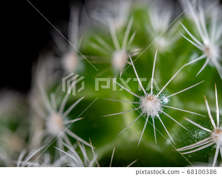 Cactus thorn (Gintema re) Cactus thorn (Gintema re) 68100386